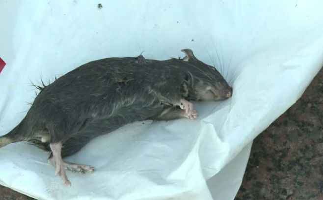 París, ¿a merced de las ratas?