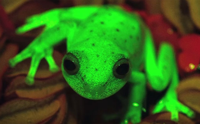 Descubren primer caso de fluorescencia en ranas en Argentina