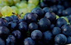 Vendimia anual será de 98 millones de kilos de uvas