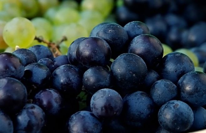 Vendimia anual será de 98 millones de kilos de uvas