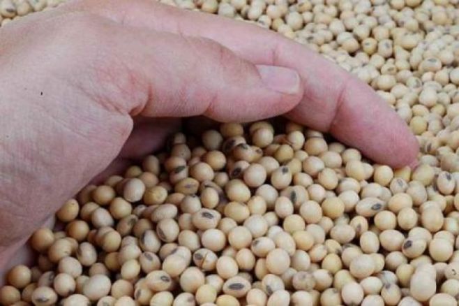 Mayor producción de soja provoca baja en el precio