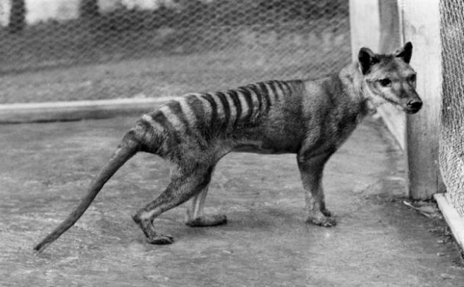 Comienza la búsqueda del extinto Tigre de Tasmania