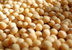 USDA ratificó mayor producción de soja, presionando a la baja sus precios