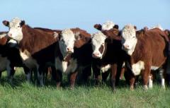 Se espera un aumento de precios para el ganado gordo