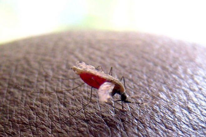 La OMS probará la 1ra vacuna contra la malaria en África