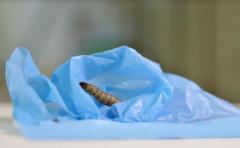 Descubren que el gusano de cera puede biodegradar plásticos resistentes