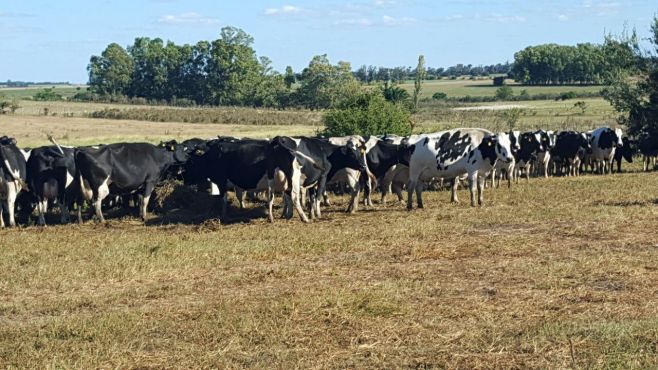 "La Muesca" de Jorcín pone lo mejor a la venta