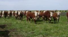 Argentina ratifica interés por ganado en pie uruguayo