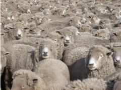 Las lanas finas dominaron la zafra 50 de CLU