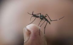 Crean método para detectar el zika en mosquitos y humanos