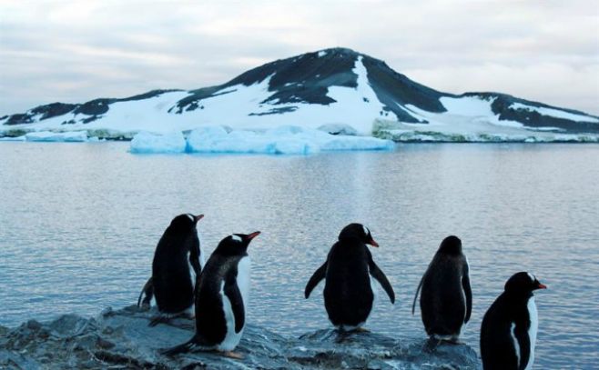 Glaciares en península Antártica pierden entre 20 y 30 centímetros al día