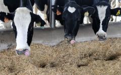 Gobierno anuncia medidas para aliviar crisis del sector lechero