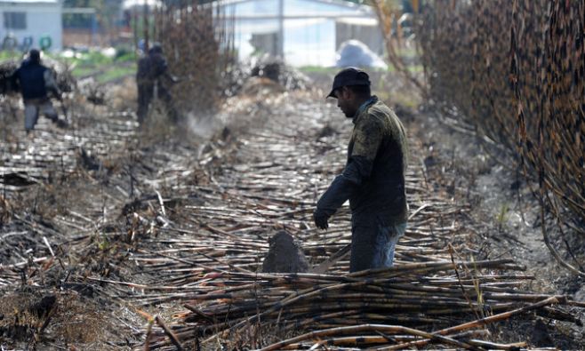 ALUR seguirá pagando partida extra a cañeros