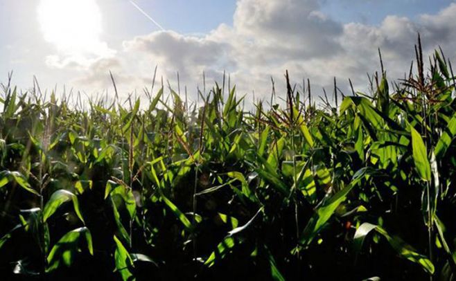 Cultivos genéticamente modificados volvieron a aumentar en 2016