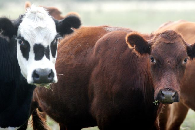 China ve a Uruguay como su "país referente" en carne vacuna