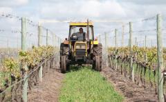 Análisis sobre la tributación de las rentas agropecuarias