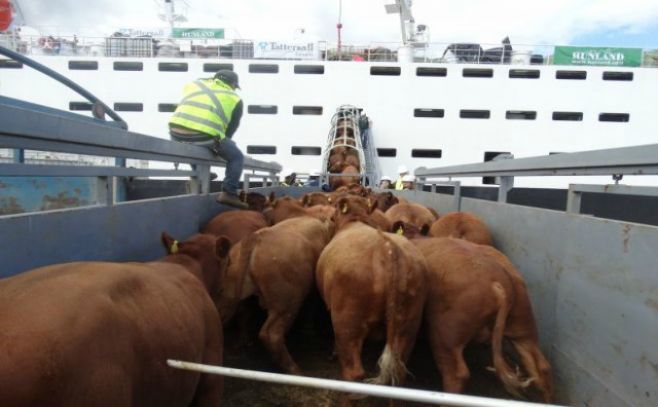 Ing. Peyrou: la exportación de ganado en pie "es imprescindible"