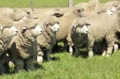 Iniciativa: productores de Artigas buscan exportar ovinos en pie