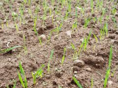 Lluvias generan aumento en la demanda de fertilizante