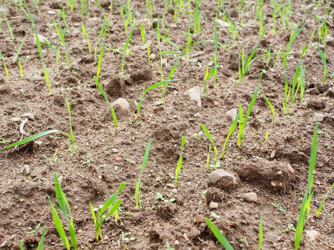 Lluvias generan aumento en la demanda de fertilizante