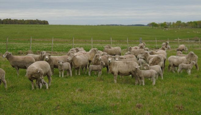 Ovinos: lab. Biogénesis Bagó recomienda pensar en la sanidad preparto