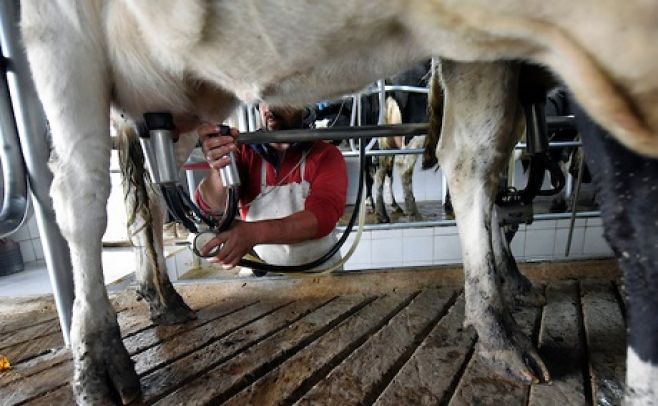 Con convicción de que la situación va a mejorar, Conaprole mantuvo el precio de la leche