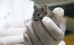 Científicos logran restaurar la médula espinal en ratas