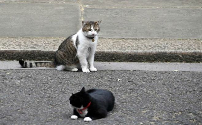 Restos fósiles de 200 gatos aclaran el camino de su domesticación