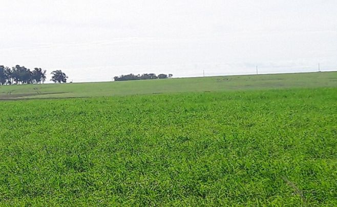 Campos ganaderos en el norte cotizan entre 1.800 y 3.200 dólares por hectárea