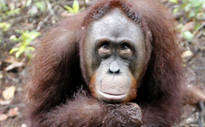 Imagen a modo de ilustracin. . EFE