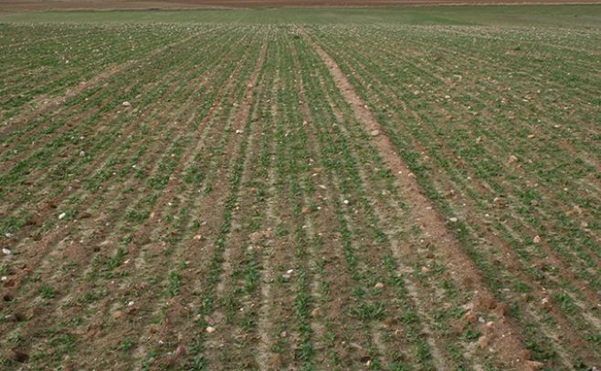 Se sembró el 80% del área destinada a canola