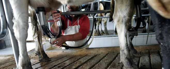 Compleja situación del sector lechero; Nueva empresa cerró sus puertas y otras están tirando leche