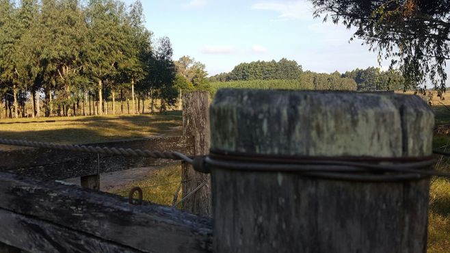 Campo Natural: "columna vertebral del Uruguay"