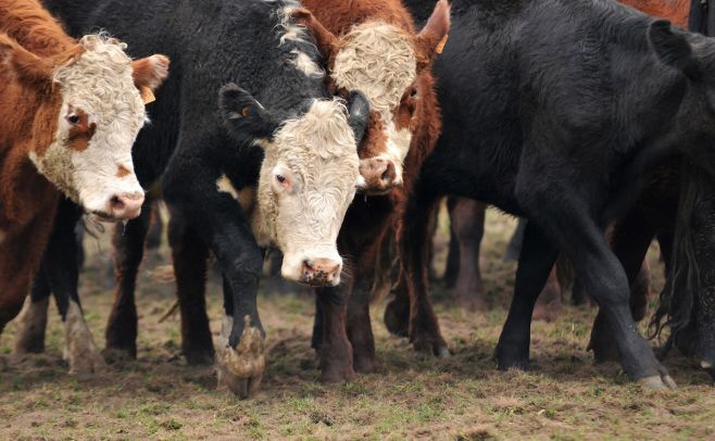 El clima determinará el mercado de haciendas