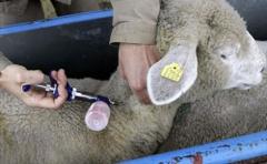 Recomendación: que hacer para que las ovejas lleguen con buen estado nutricional al parto