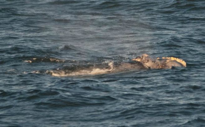 Llegada de ballenas francas anuncia temporada de avistamientos