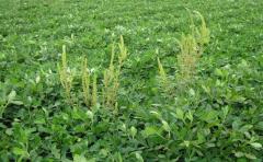 Amaranthus palmeri, un nuevo desafío para complejo sojero