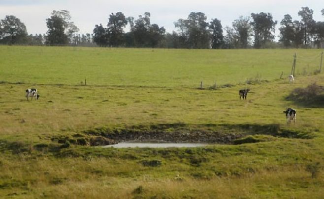 Campo natural: mejor manejo, más productividad