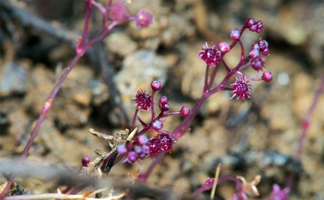 Descubren una nueva especie de planta que no hace la fotosíntesis