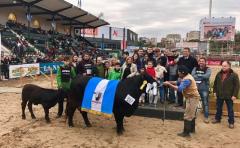 Grandes expectativas para el Angus en Expo Palermo 2017