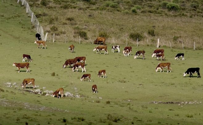 SNIG: hasta el 31 de julio para presentar la declaración jurada