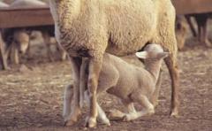 Ovinos: el desafío es producir más corderos