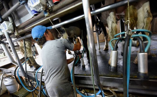 Lechería: este semestre la leche aumentó un 17% por litro que igual periodo de 2016