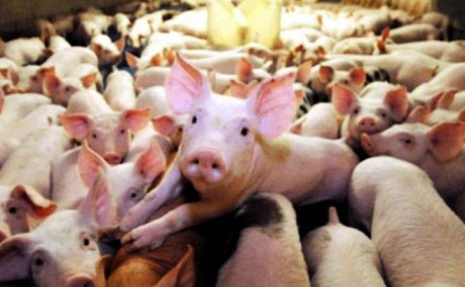 Científicos se acercan a la posibilidad de trasplantar órganos de cerdos a humanos