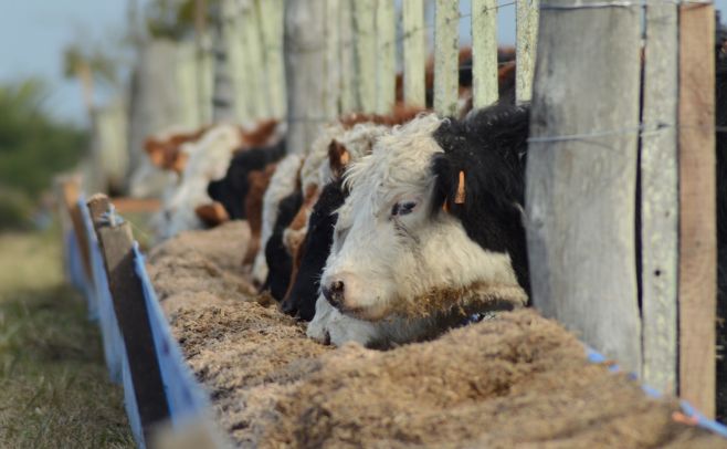 Alur promueve nuevas alternativas para una alimentación saludable y eficiente