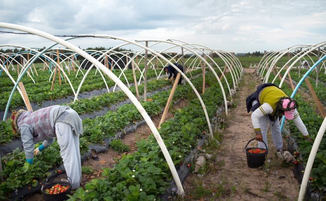 Las Buenas Prácticas Agrícolas como camino para cuidar la salud de todos