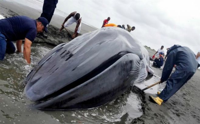 Las poblaciones de algunas ballenas no se habrán recuperado en 2100