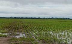 Por la lluvia se retrasan las aplicaciones de fungicidas y fertilizantes