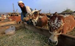 Presencia de arsénico en agua amenaza a 60 millones de paquistaníes