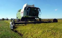 Arroz: Productores uruguayos apuestan e invierten en Paraguay